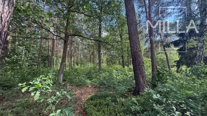 Działka Sprzedaż Sokolniki-Las 1